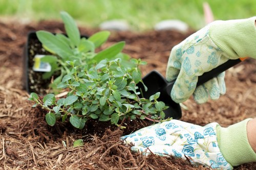 Garden planning layout with sunlight and shade areas