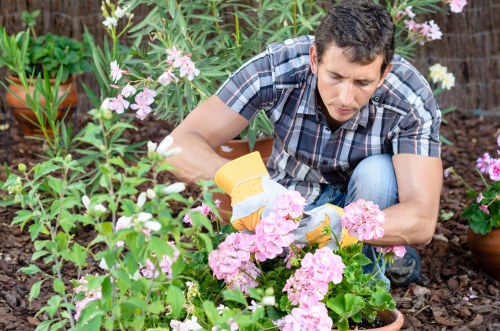 Healthy garden after tree maintenance