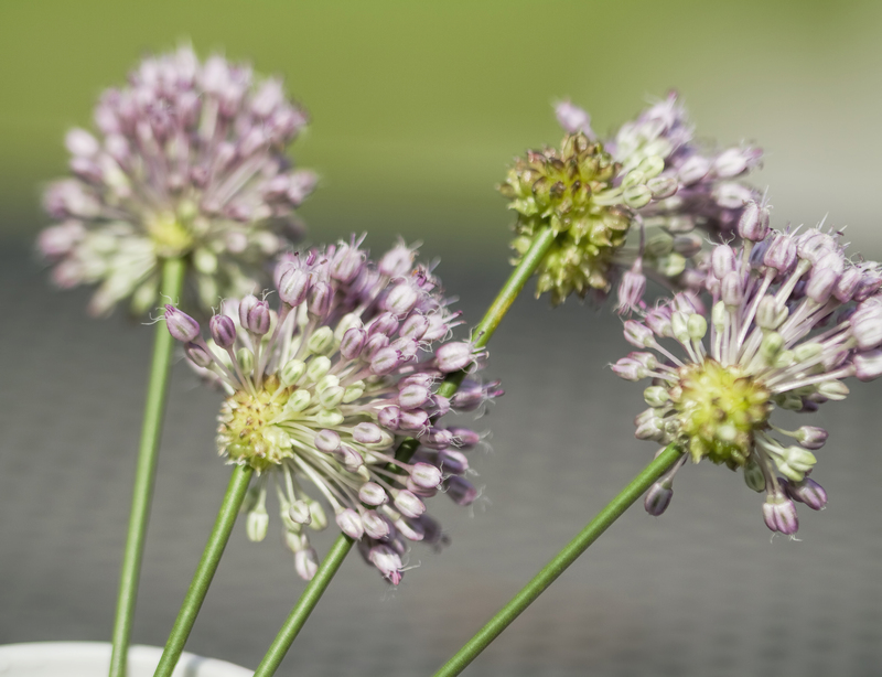 hedge trimming Garden
