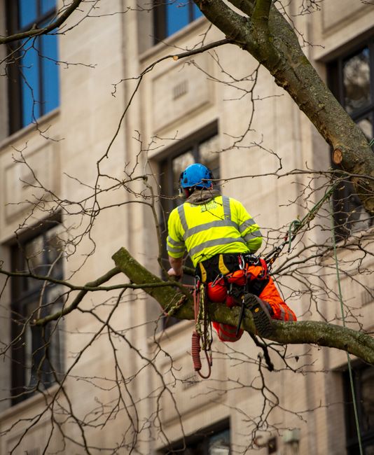A tree surgeon wearing a bright yellow high-visibility jacket, orange climbing harness, and a blue safety helmet is perched on a large branch of a deciduous tree, engaged in tree work or maintenance. 